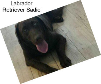 Labrador Retriever Sadie