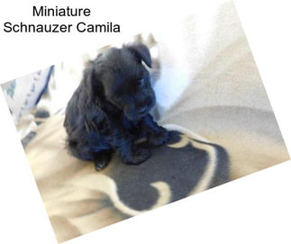 Miniature Schnauzer Camila