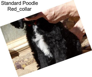 Standard Poodle Red_collar
