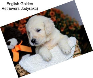 English Golden Retrievers Jody(akc)