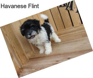 Havanese Flint