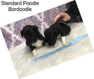 Standard Poodle Bordoodle