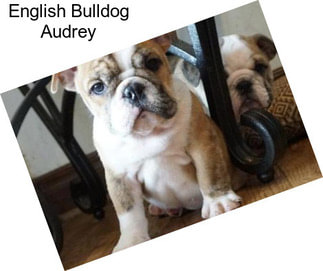 English Bulldog Audrey