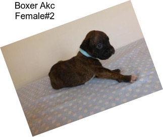 Boxer Akc Female#2