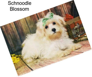 Schnoodle Blossom