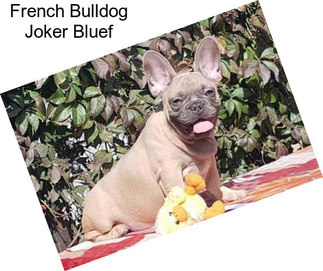 French Bulldog Joker Bluef