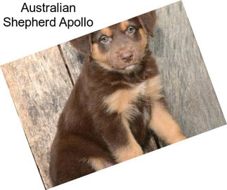 Australian Shepherd Apollo