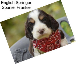 English Springer Spaniel Frankie