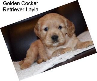 Golden Cocker Retriever Layla