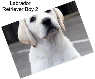 Labrador Retriever Boy 2