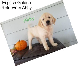 English Golden Retrievers Abby