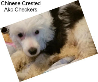 Chinese Crested Akc Checkers