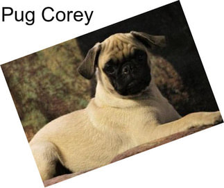 Pug Corey