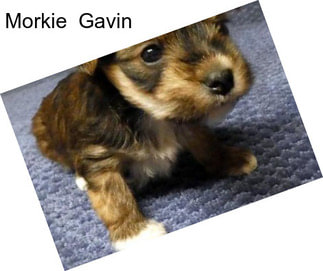 Morkie \