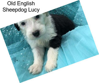 Old English Sheepdog Lucy