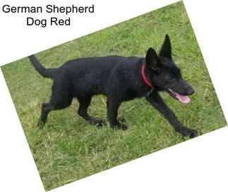 German Shepherd Dog Red