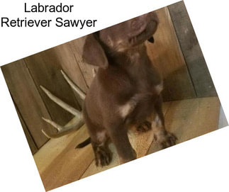 Labrador Retriever Sawyer