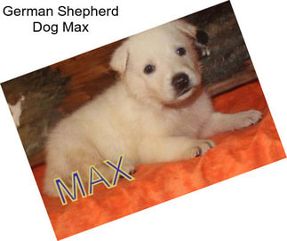 German Shepherd Dog Max