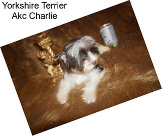Yorkshire Terrier Akc Charlie