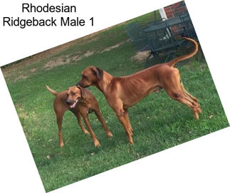 Rhodesian Ridgeback Male 1