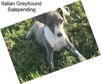 Italian Greyhound Salepending