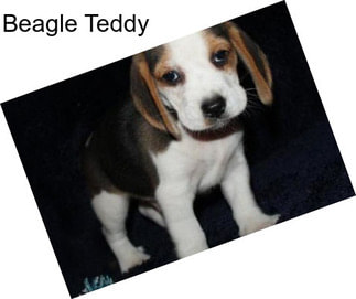 Beagle Teddy