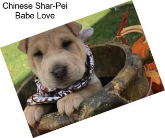 Chinese Shar-Pei Babe Love