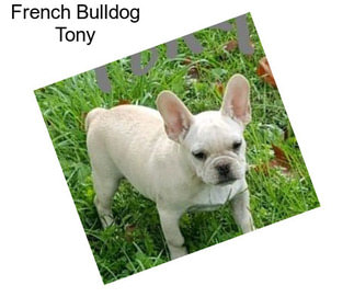 French Bulldog Tony