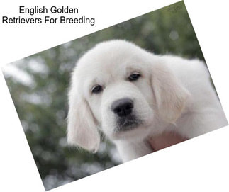 English Golden Retrievers For Breeding