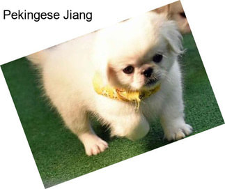 Pekingese Jiang