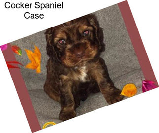 Cocker Spaniel Case