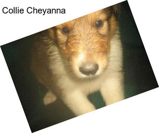 Collie Cheyanna