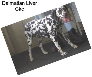 Dalmatian Liver Ckc