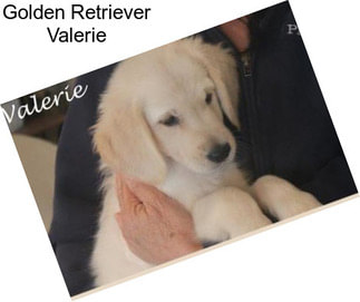 Golden Retriever Valerie