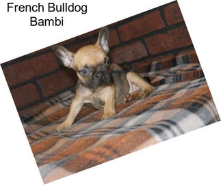 French Bulldog Bambi