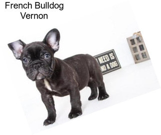 French Bulldog Vernon