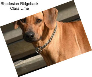 Rhodesian Ridgeback Clara Lime