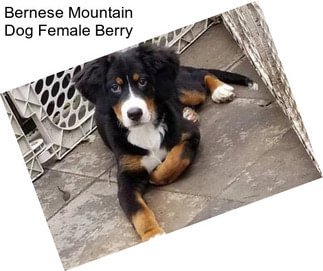 Bernese Mountain Dog Female Berry