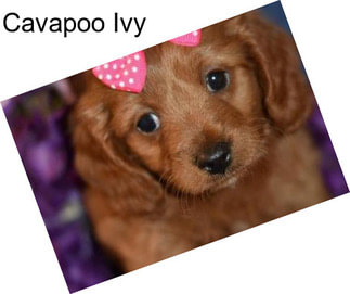 Cavapoo Ivy