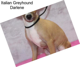 Italian Greyhound Darlene