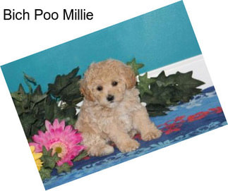 Bich Poo Millie