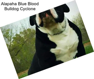 Alapaha Blue Blood Bulldog Cyclone