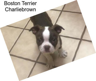 Boston Terrier Charliebrown