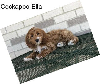 Cockapoo Ella