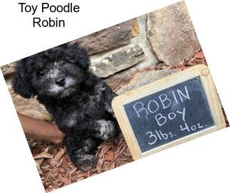 Toy Poodle Robin
