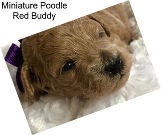 Miniature Poodle Red Buddy