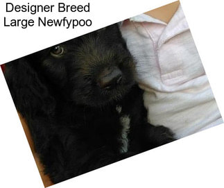 Designer Breed Large Newfypoo