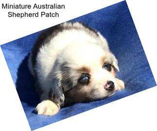 Miniature Australian Shepherd Patch