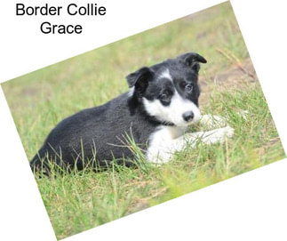 Border Collie Grace