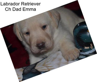 Labrador Retriever Ch Dad Emma